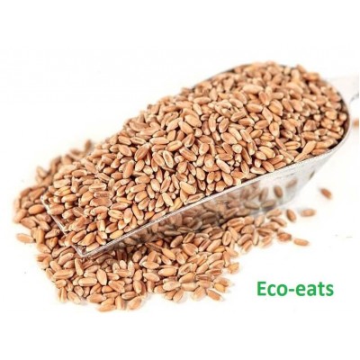 Семена пшеницы для проращивания - фото, изображение