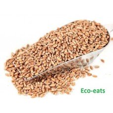 Семена пшеницы для проращивания